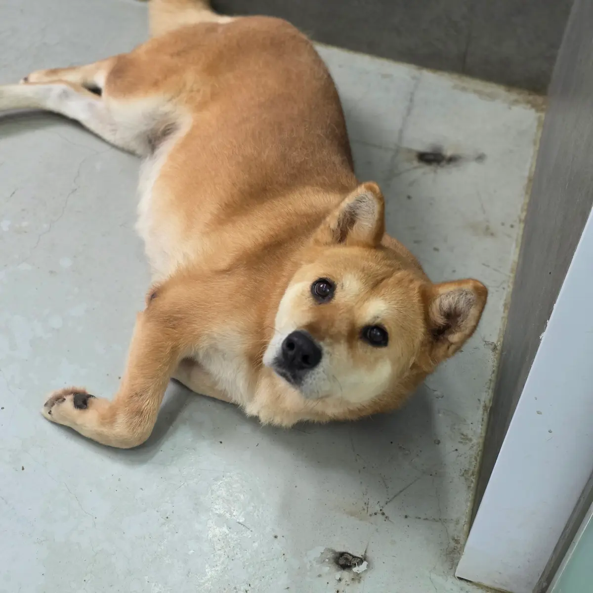 바닥에 발라당 누운 강아지
